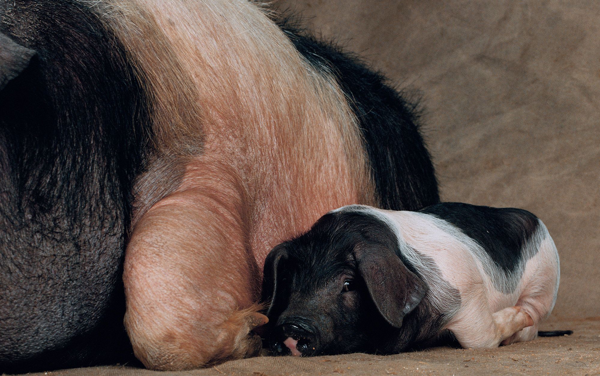 The pig on your plate | Aeon