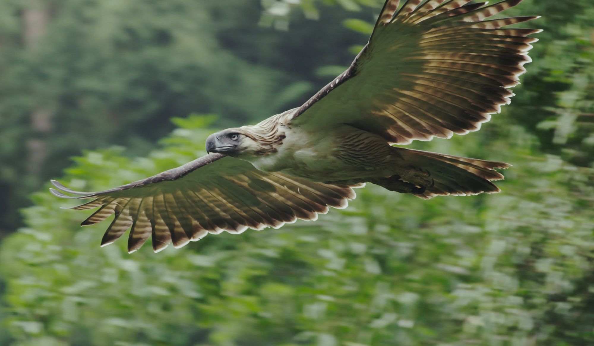 Bird of prey | Aeon