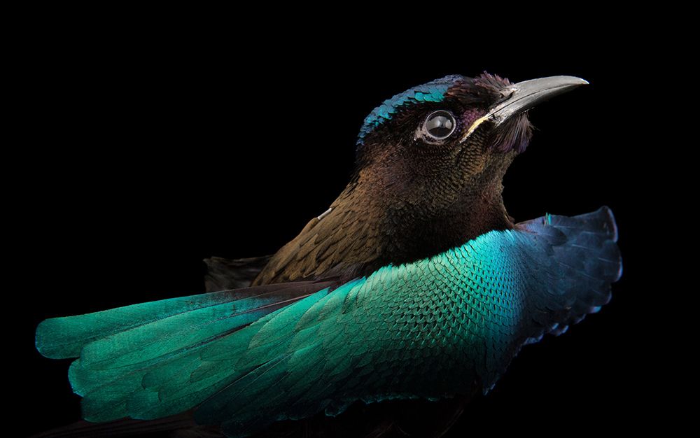 Sexy beasts | Aeon