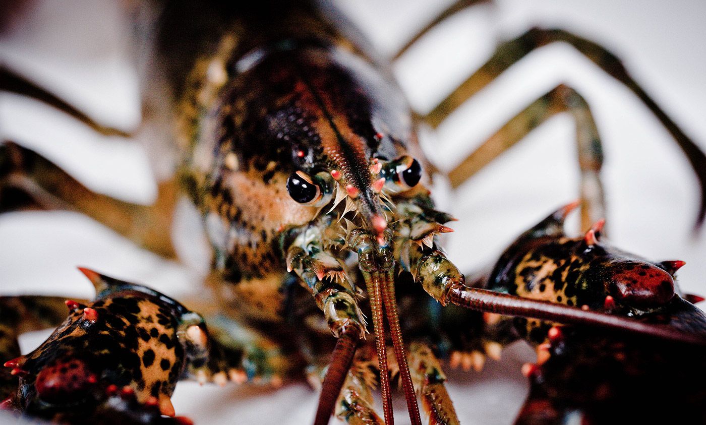 Crabs and lobsters deserve protection from being cooked alive | Aeon