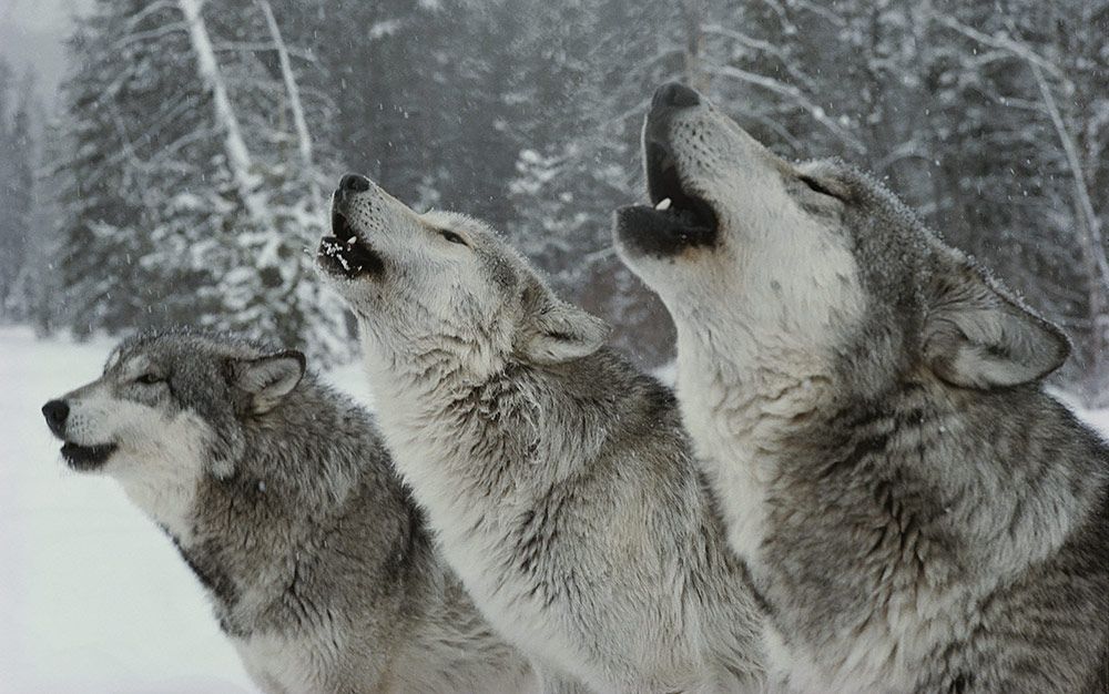 We learn more about our language by listening to the wolves | Aeon Essays