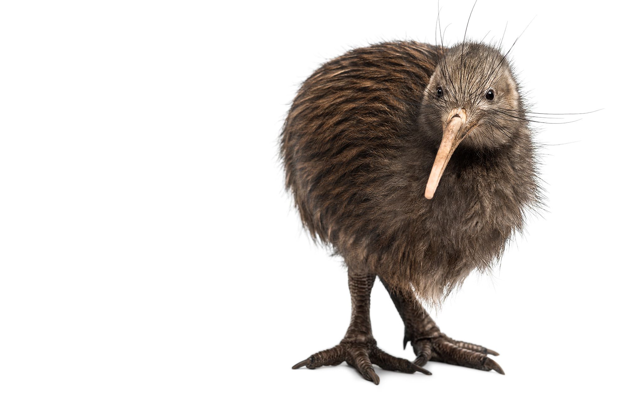 How like the kiwi we are | Aeon Essays