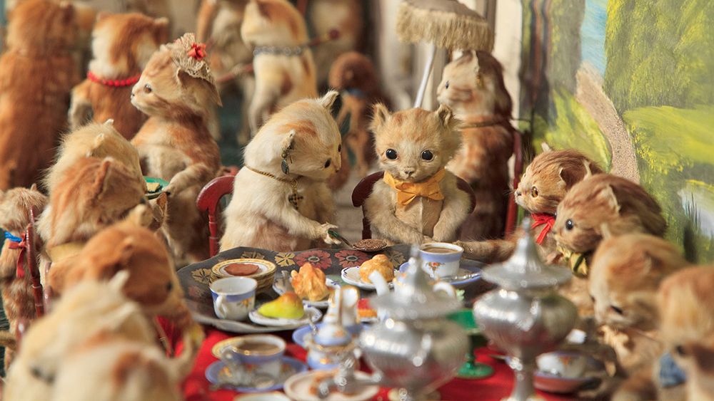 Long before internet posts of cute animals, there were Victorian taxidermy  tableaux | Aeon Videos
