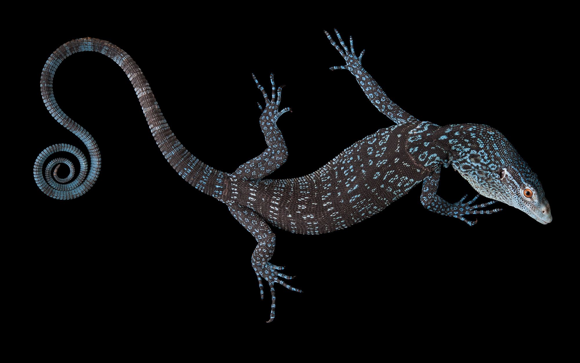 The lizard inside | Aeon