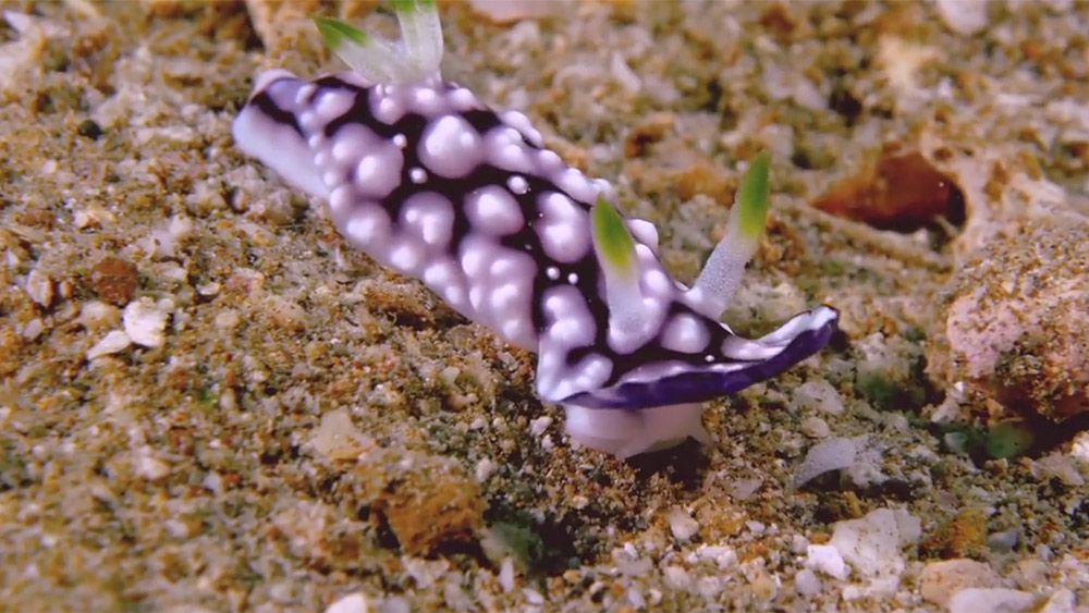 This adorable sea slug is a sneaky little thief | Aeon