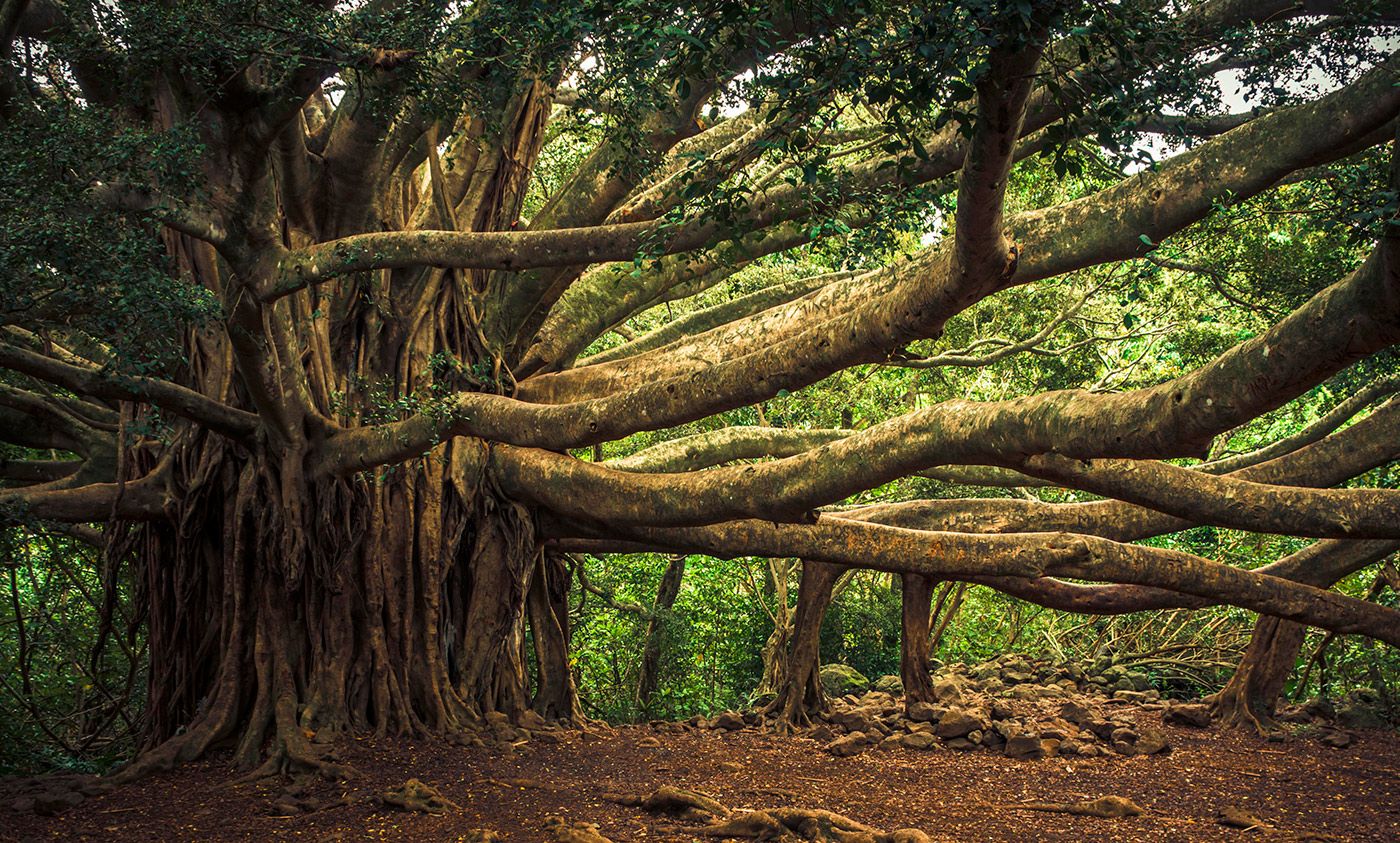 The tree of knowledge is not an apple or an oak but a banyan | Aeon Ideas