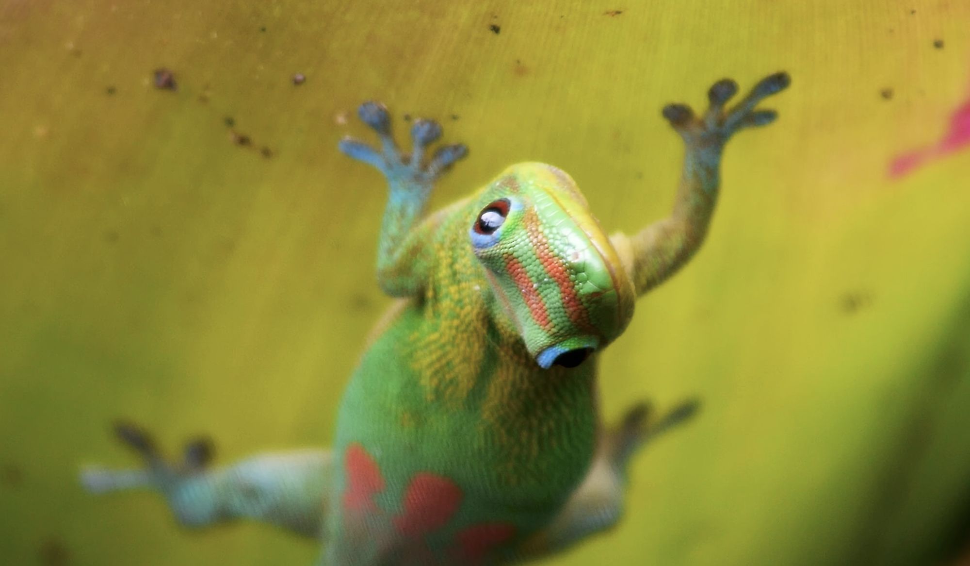 Gecko grip | Aeon Videos