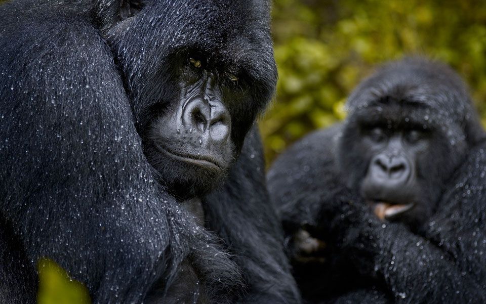 Animal spirits | Aeon