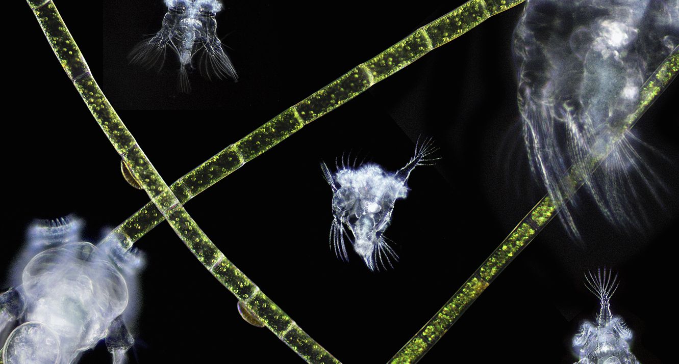 Suspended animation | Aeon