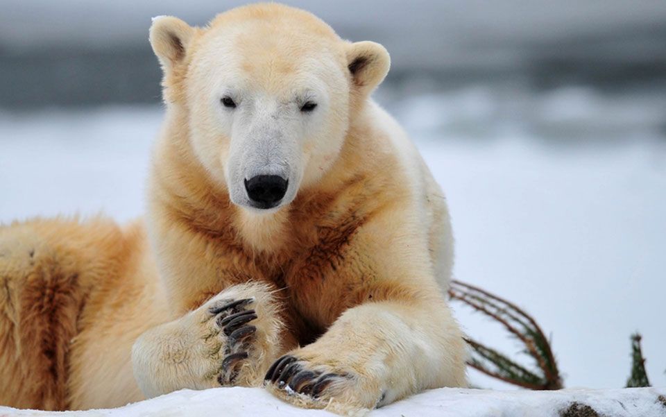 Who killed Knut? | Aeon