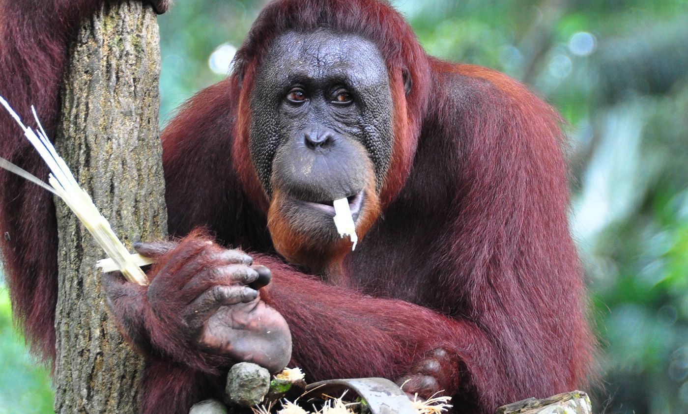 there-is-a-moral-argument-for-keeping-great-apes-in-zoos-aeon-ideas