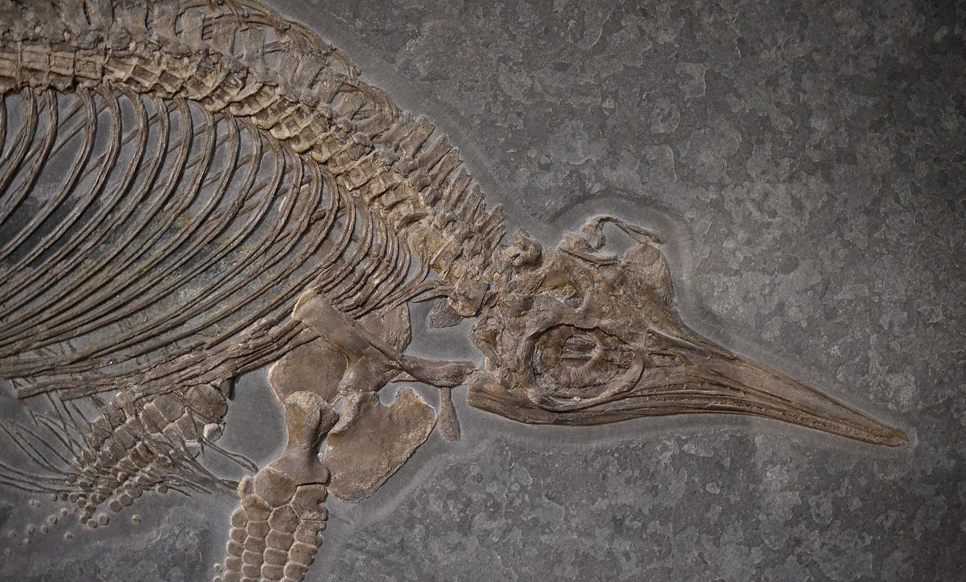 What A Fossil Revolution Reveals About The History Of Big