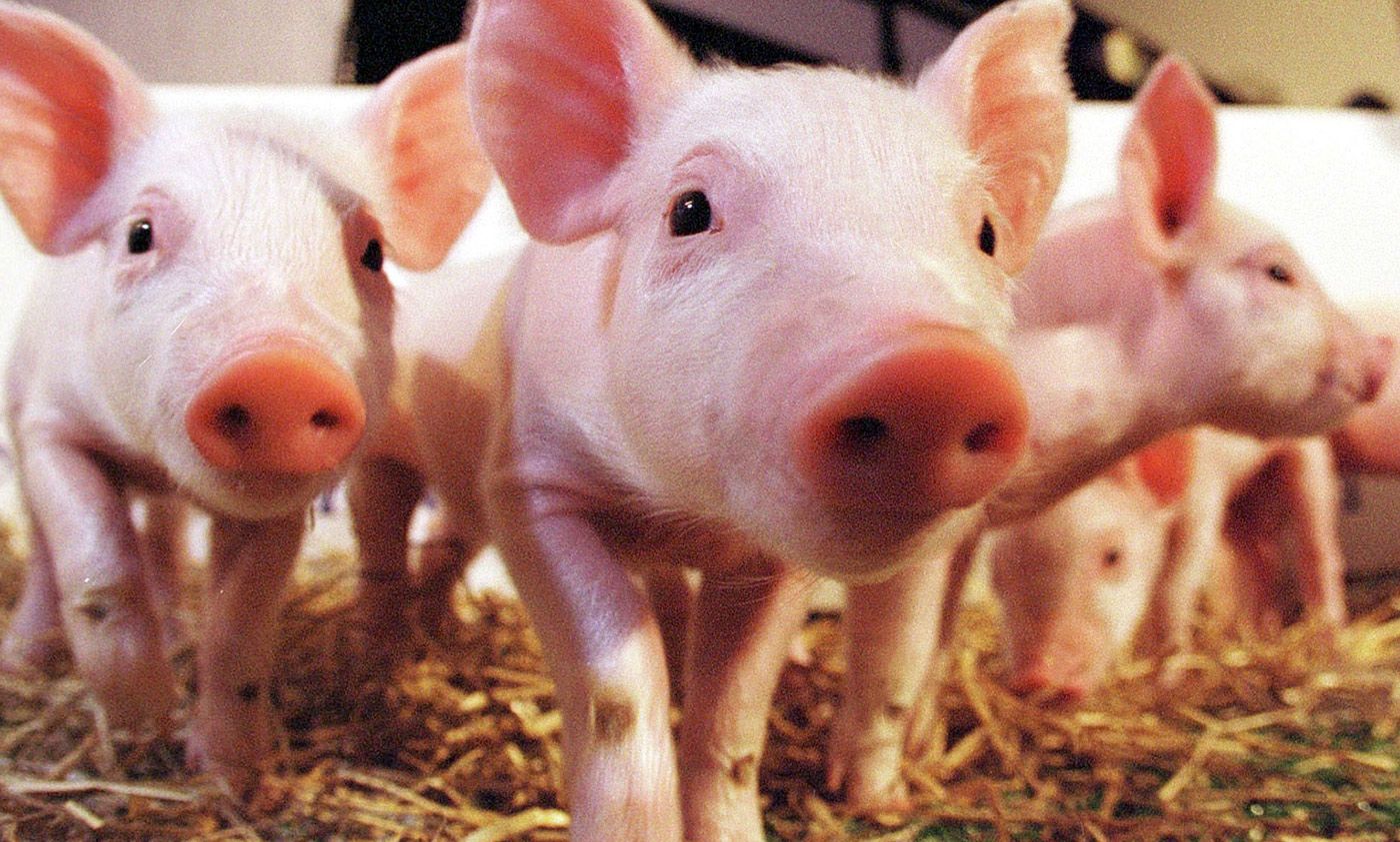 Should a human-pig chimera be treated as a person? | Aeon