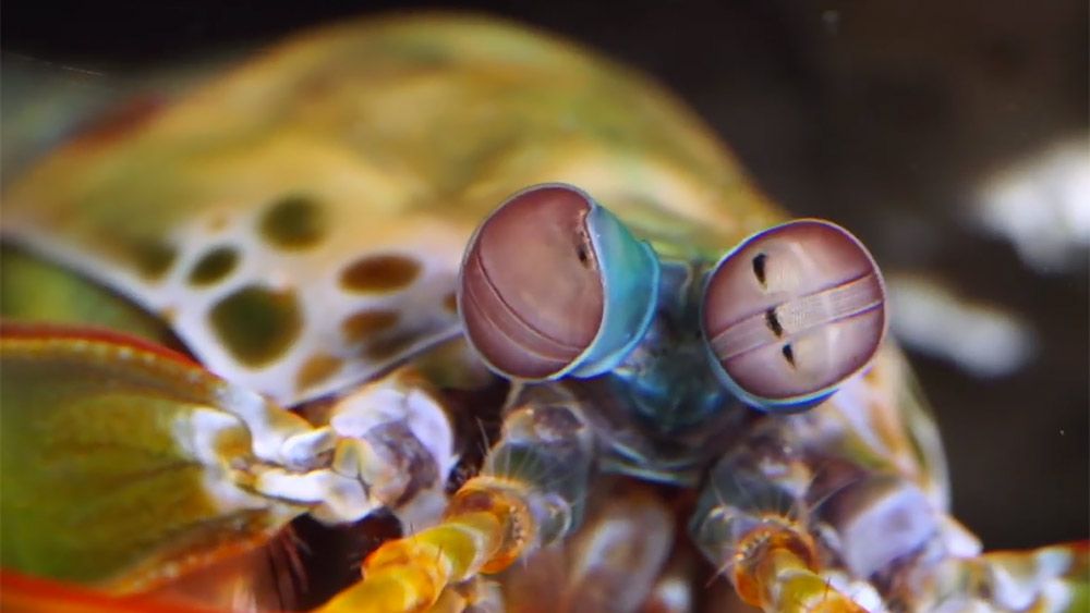 How the mantis shrimp’s sixpupiled eyes put 20/20 vision