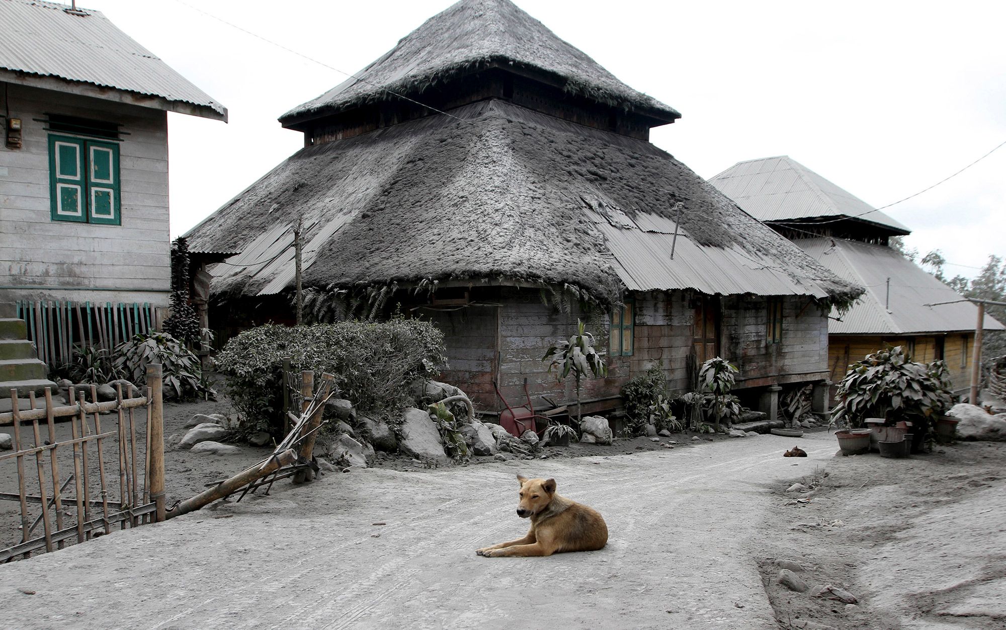 The posthuman dog | Aeon