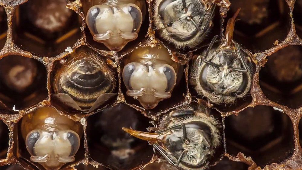 From egg to the air: 21 days of bee development condensed into one