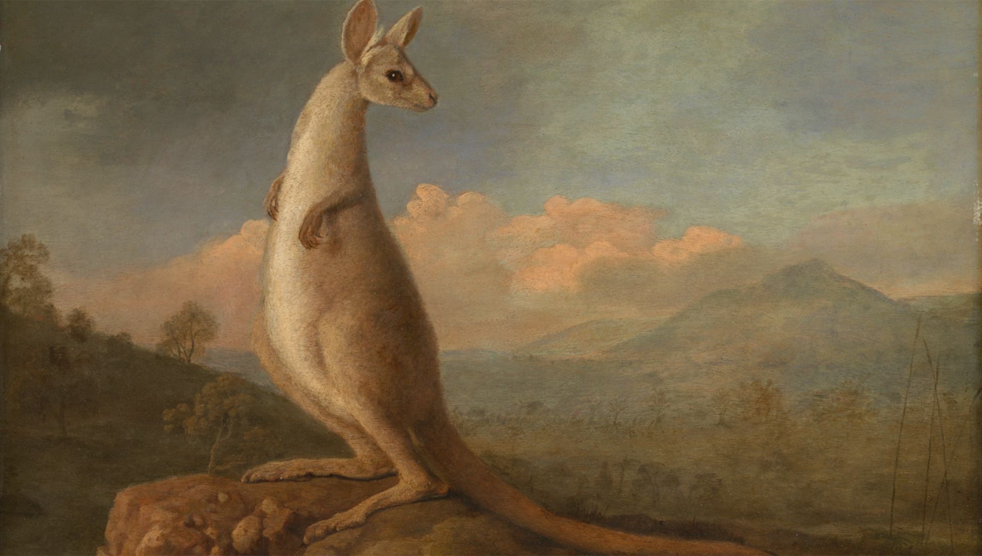 Calling Australia's wildlife 'weird' puts it at risk | Psyche Ideas