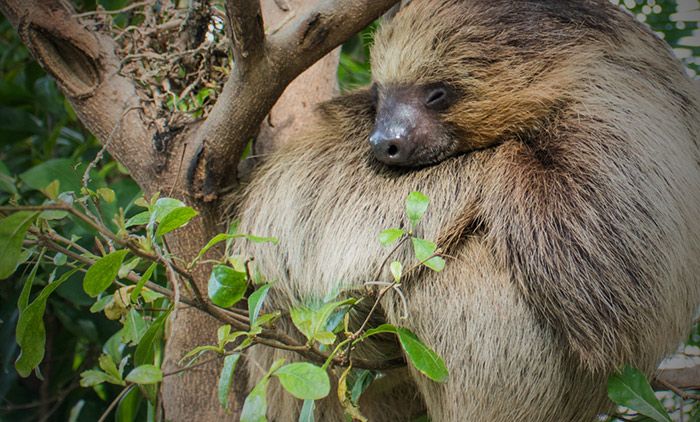 Down with the larks: on the virtues of sleeping like a sloth | Aeon